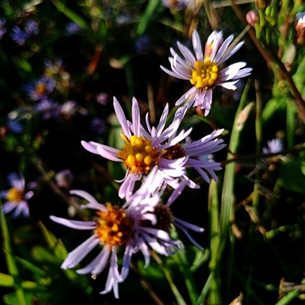 Tripolium pannonicum Flower