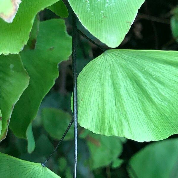 Adiantum peruvianum Leaf