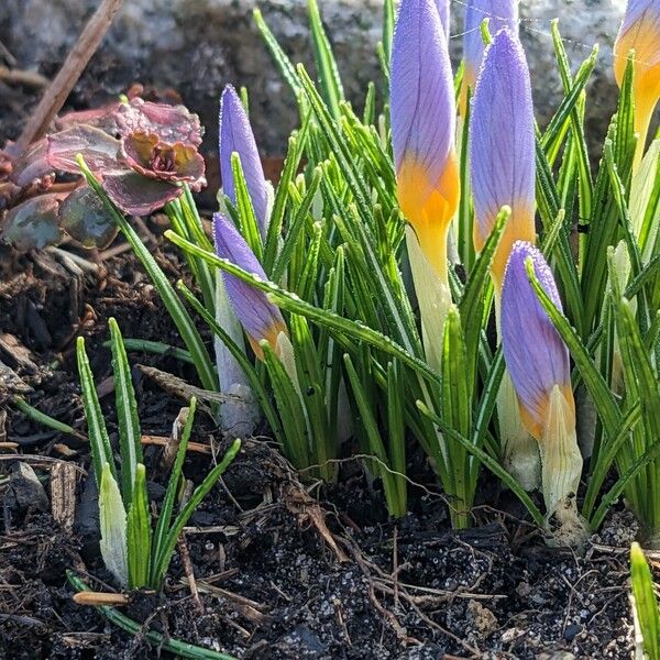 Crocus versicolor Листок