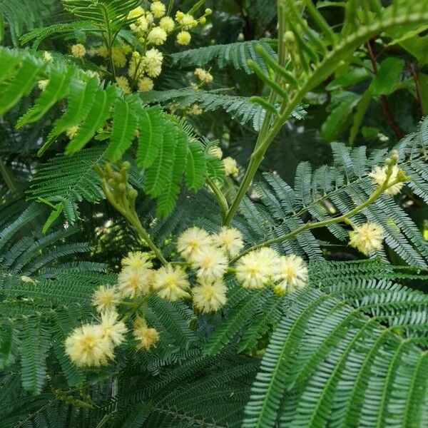 Acacia mearnsii Çiçek