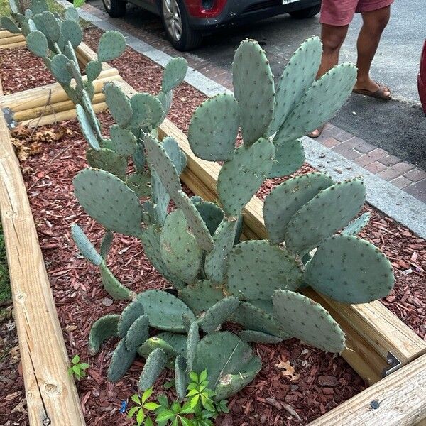 Opuntia macrocentra Leaf