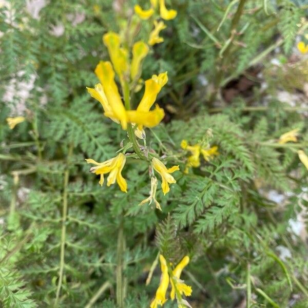 Corydalis cheilanthifolia Bloem