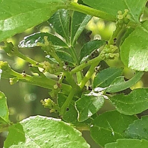 Zanthoxylum bungeanum Flower