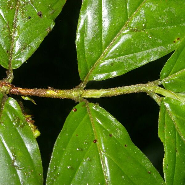 Bertiera bracteosa Hoja