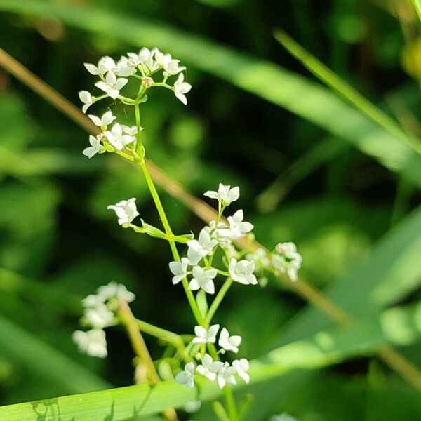 Galium palustre Flor