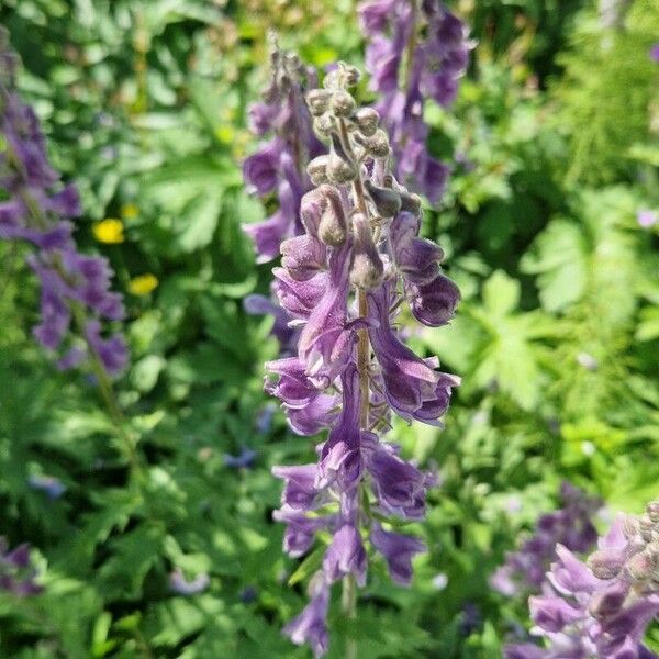 Aconitum septentrionale Blomma