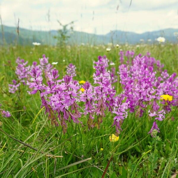 Polygala major Λουλούδι