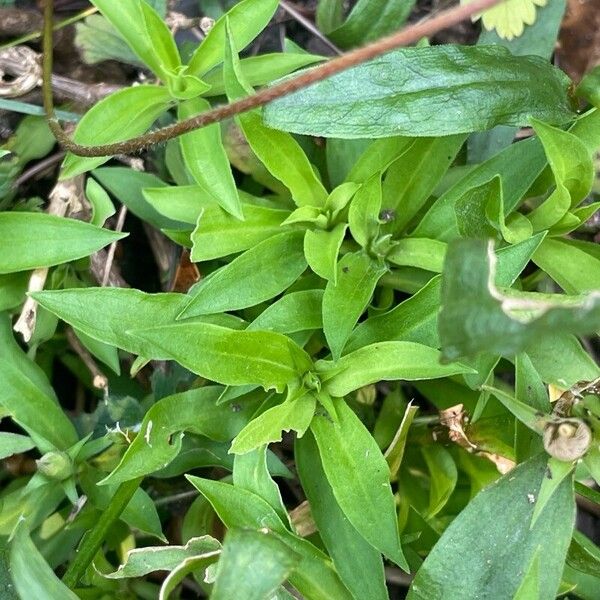 Dianthus barbatus Blad