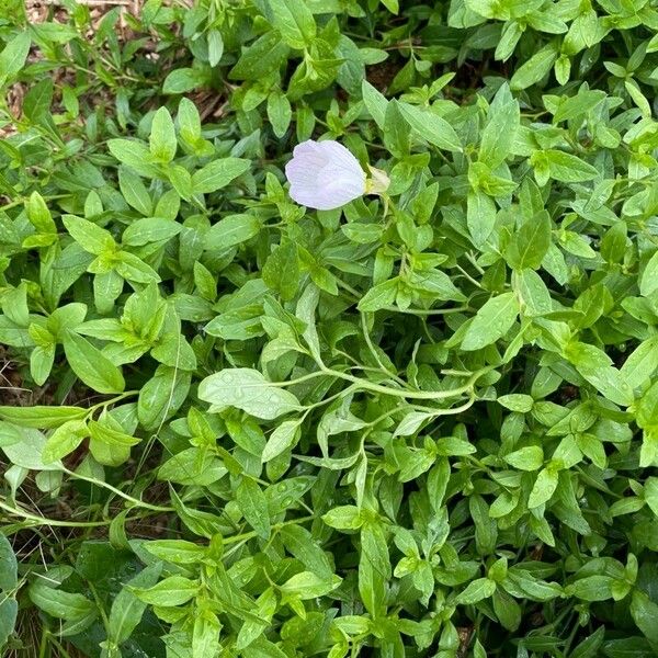 Oenothera speciosa عادت