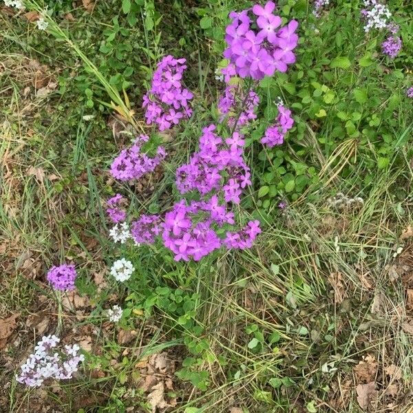 Phlox pilosa Кветка