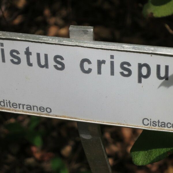 Cistus crispus अन्य