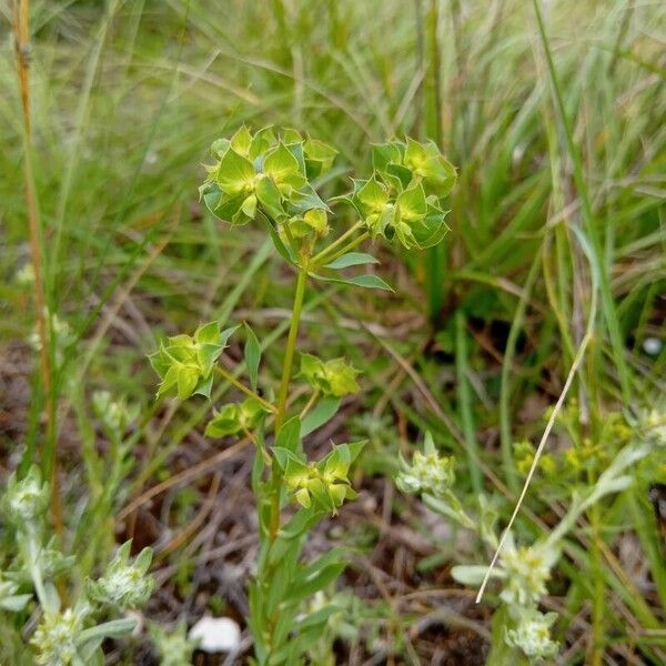 Euphorbia falcata 花