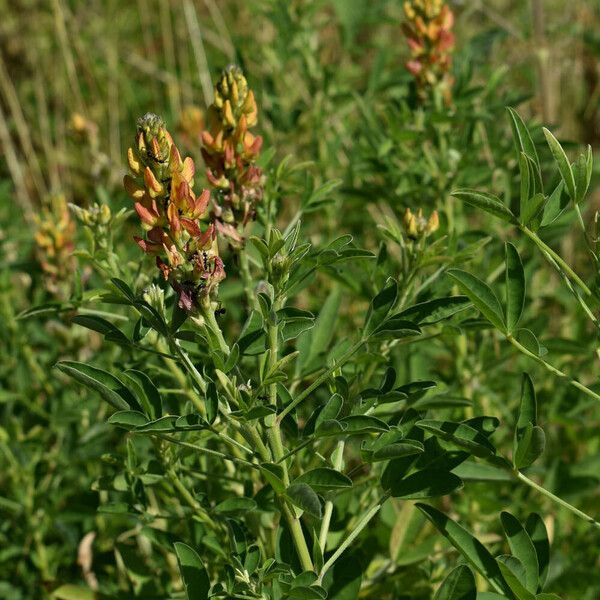 Crotalaria goreensis Habitat