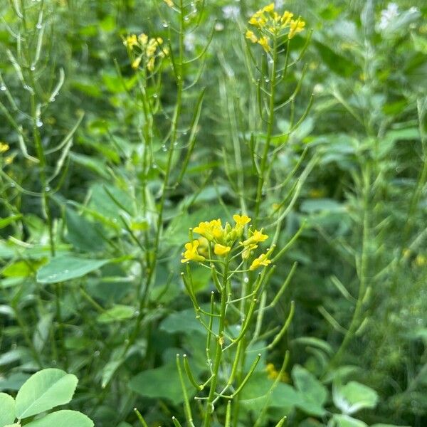 Erysimum cheiranthoides Žiedas