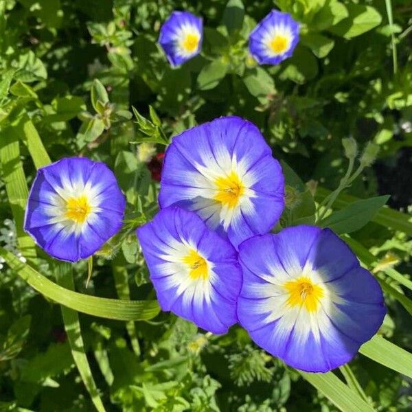 Convolvulus tricolor Flower