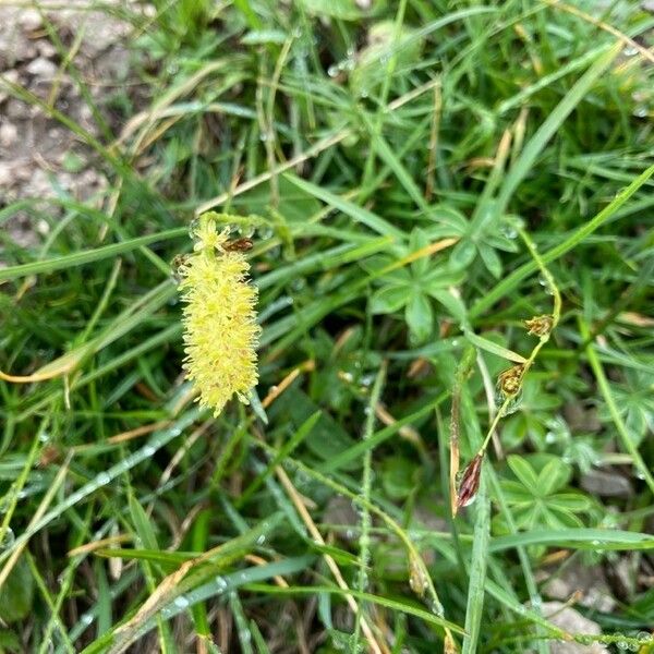 Tofieldia calyculata Flower