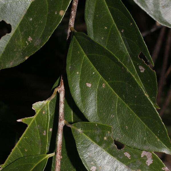 Amanoa guianensis Feuille