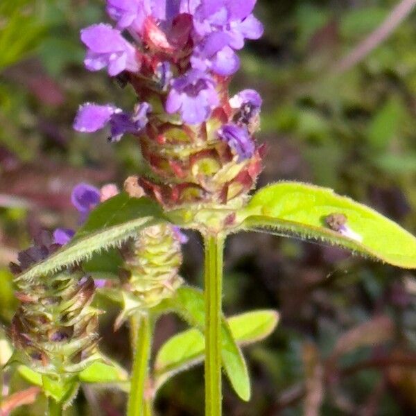 Prunella vulgaris Hábito