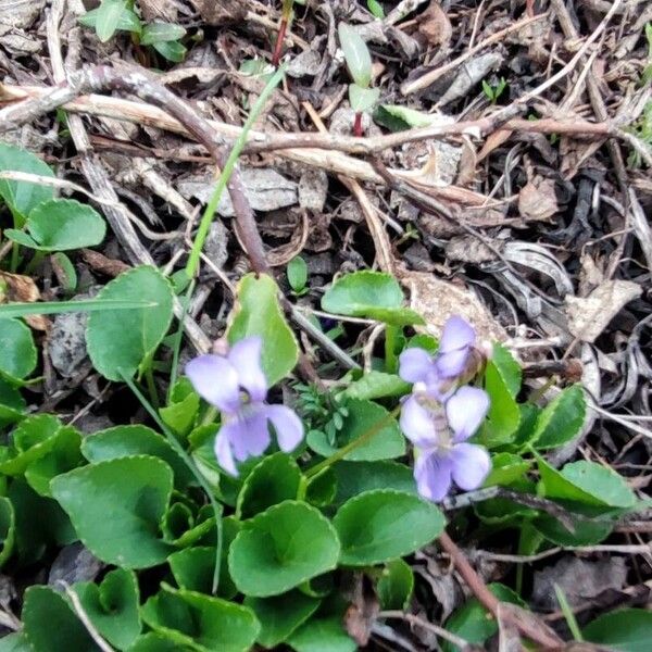 Viola pyrenaica Kukka