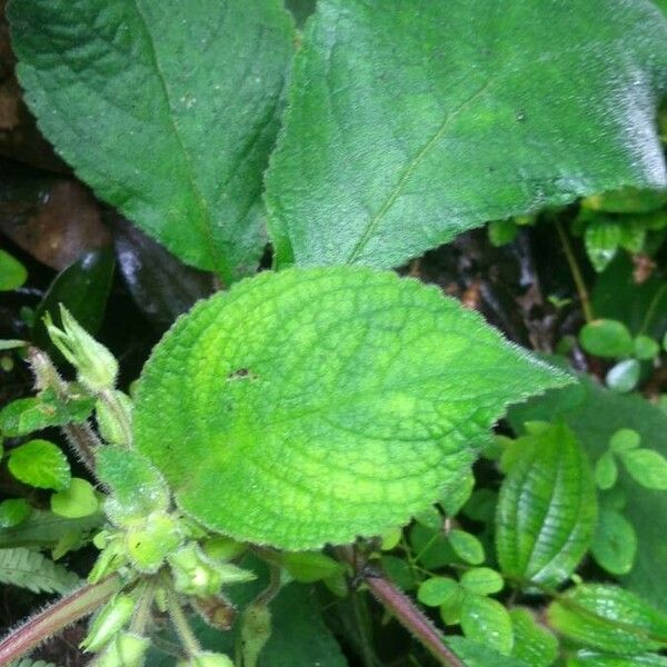 Nautilocalyx melittifolius Feuille