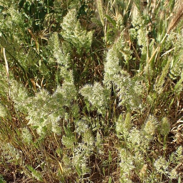 Trisetaria panicea Habit