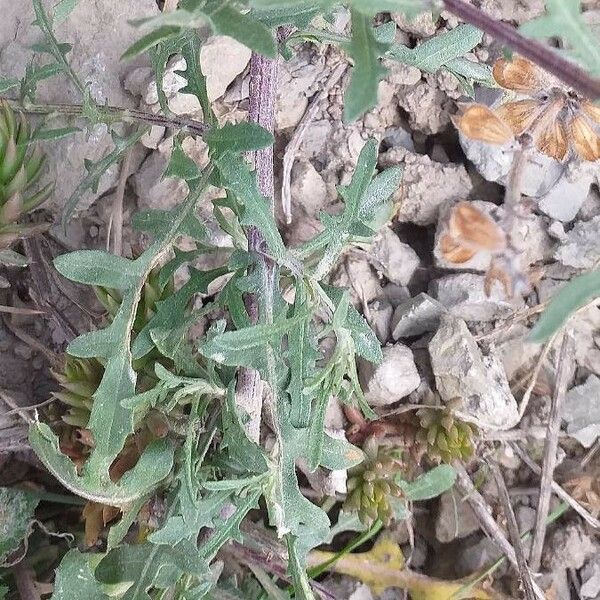 Centaurea aspera Leaf