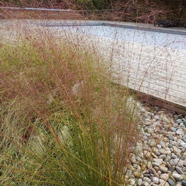 Muhlenbergia capillaris Habitatea