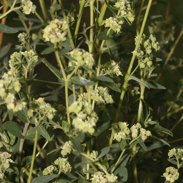 Euphorbia lasiocarpa Habit