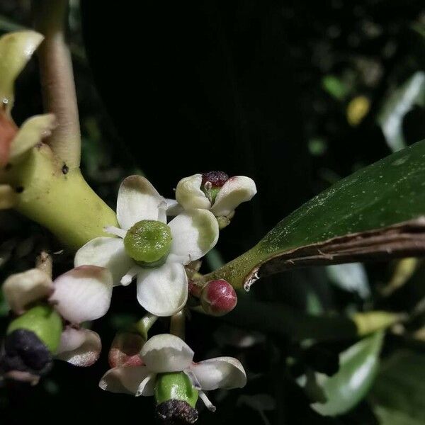 Ilex perado Flor