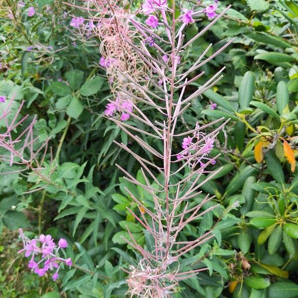 Epilobium angustifolium Плод