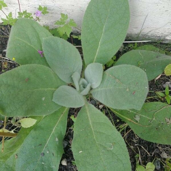 Verbascum thapsus 葉