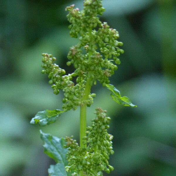 Rumex alpinus Õis