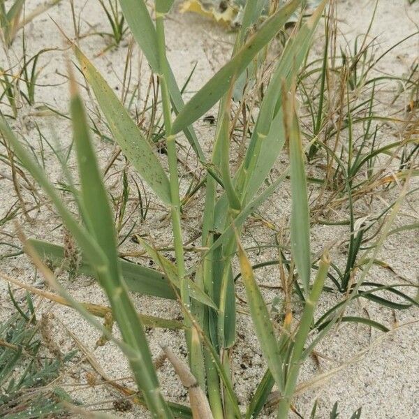 Paspalum distichum Liść