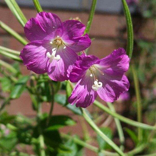 Epilobium hirsutum Kukka