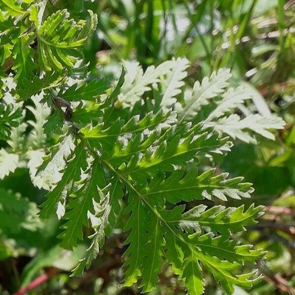 Tanacetum vulgare 叶