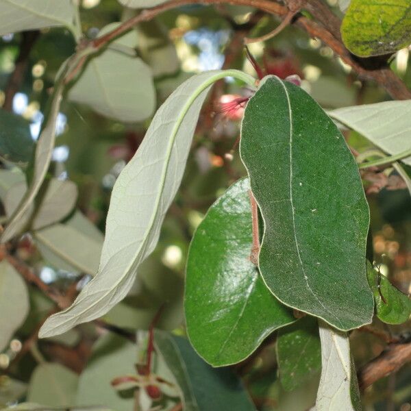 Acca sellowiana Leaf