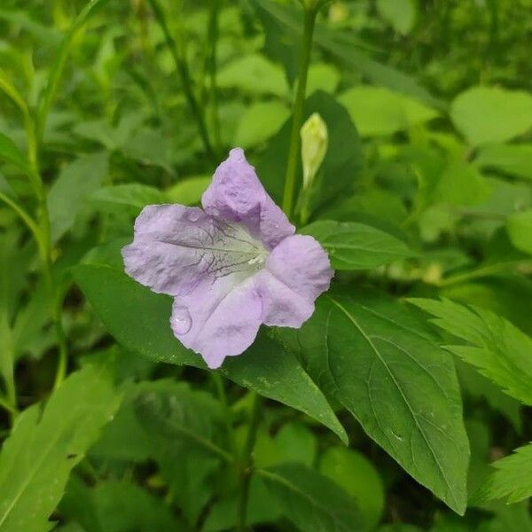 Ruellia strepens Kvet