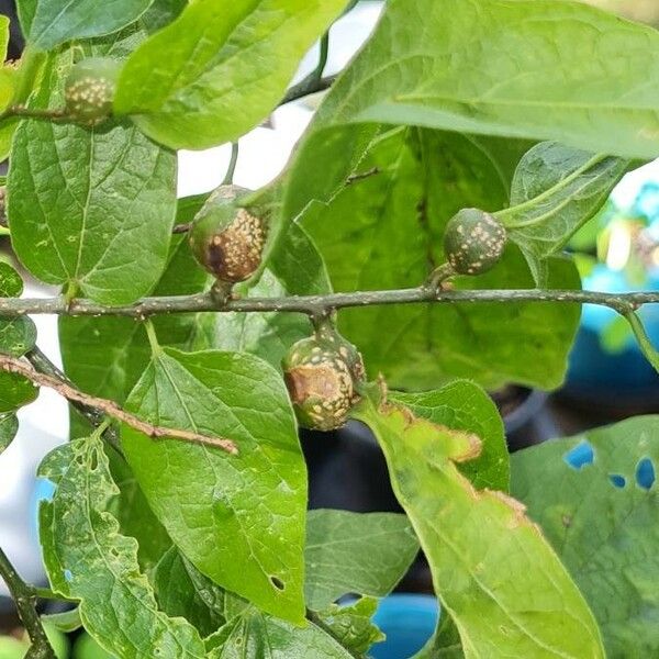 Celtis laevigata Плод