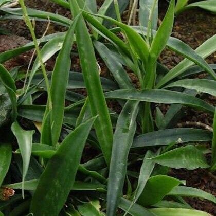 Dracaena zeylanica Leaf