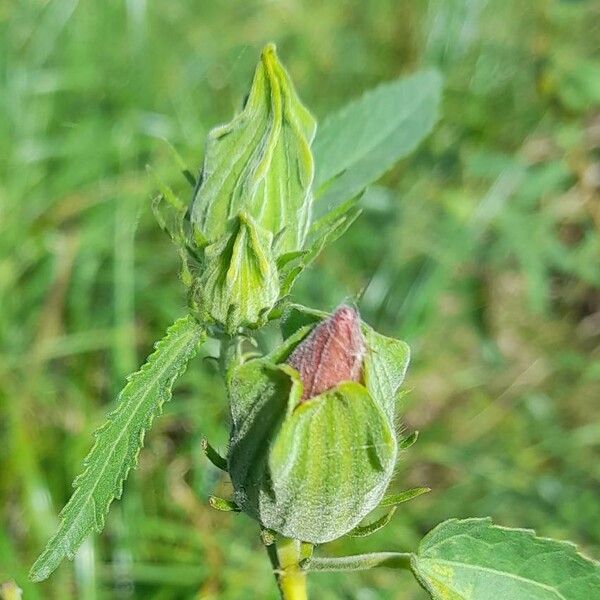 Hibiscus striatus Altres