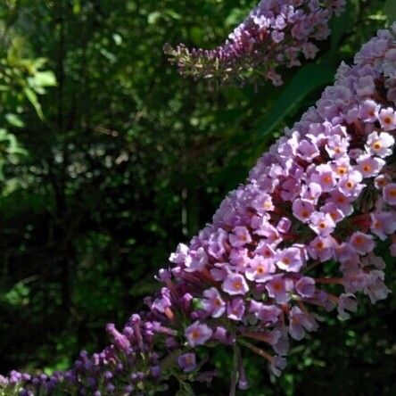 Buddleja davidii Alia