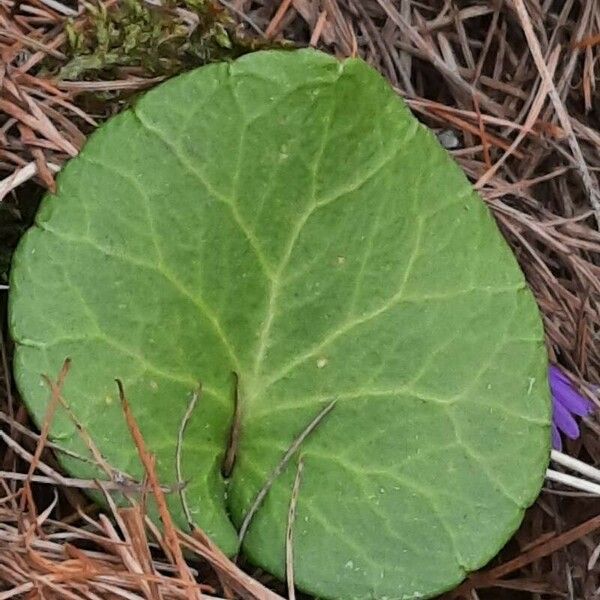 Soldanella alpina Leaf
