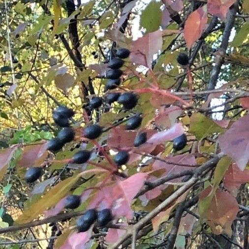 Viburnum rufidulum Fruit