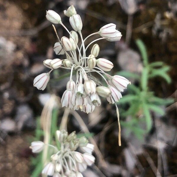 Allium paniculatum Lorea