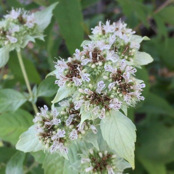 Pycnanthemum incanum Blomma