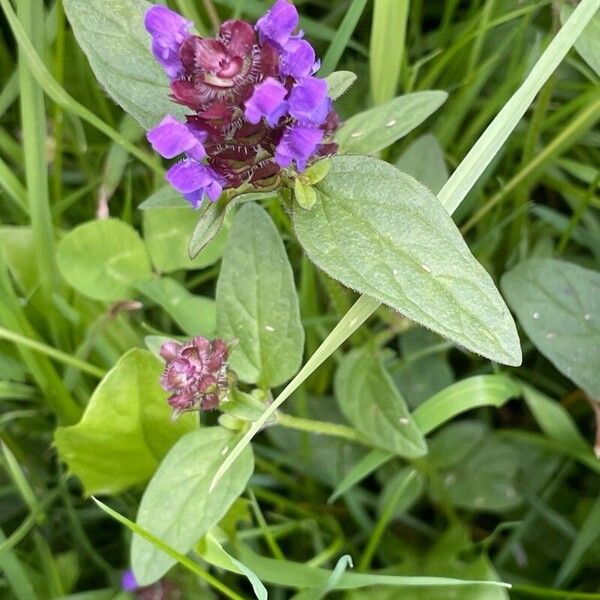 Prunella vulgaris Fuelha