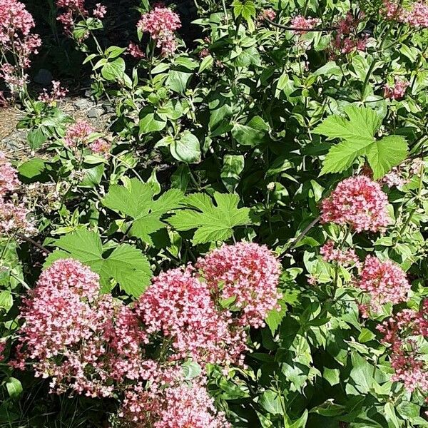 Centranthus lecoqii Облик