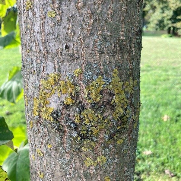 Paulownia tomentosa Bark