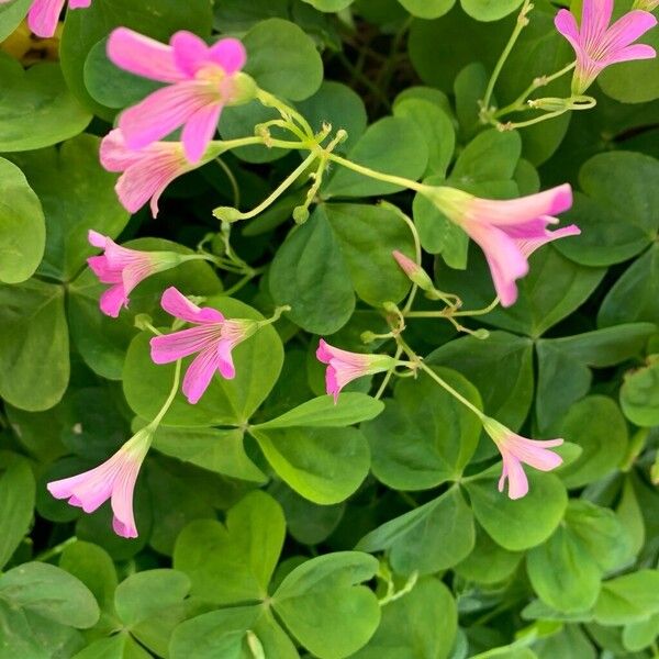 Oxalis debilis പുഷ്പം