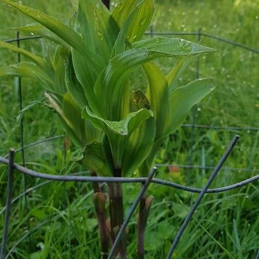 Epipactis helleborine Leaf